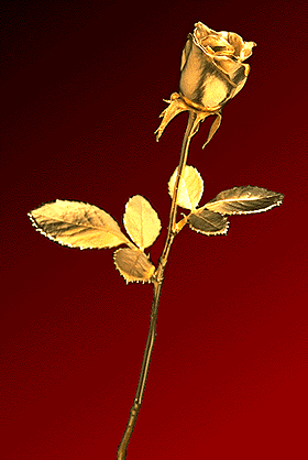goldrose.gif